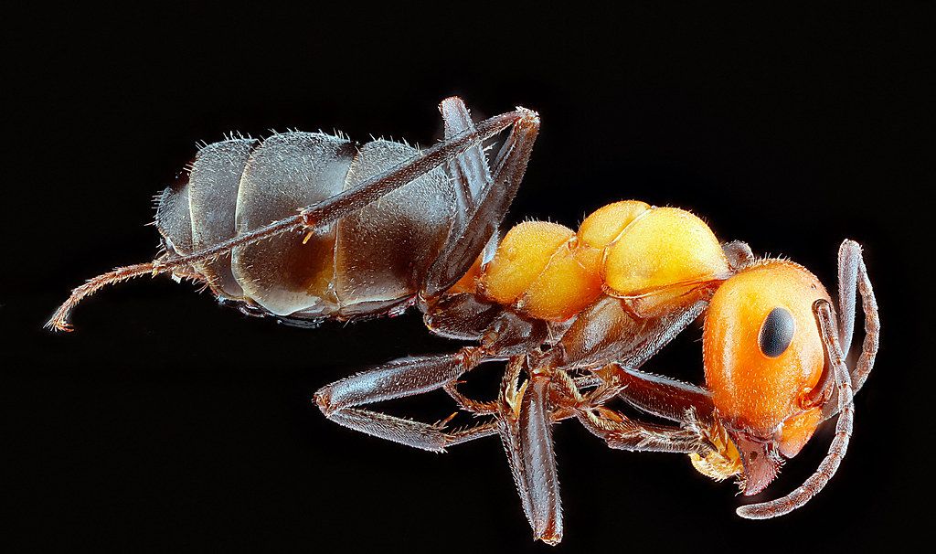 Ant Control service in Birmingham, AL