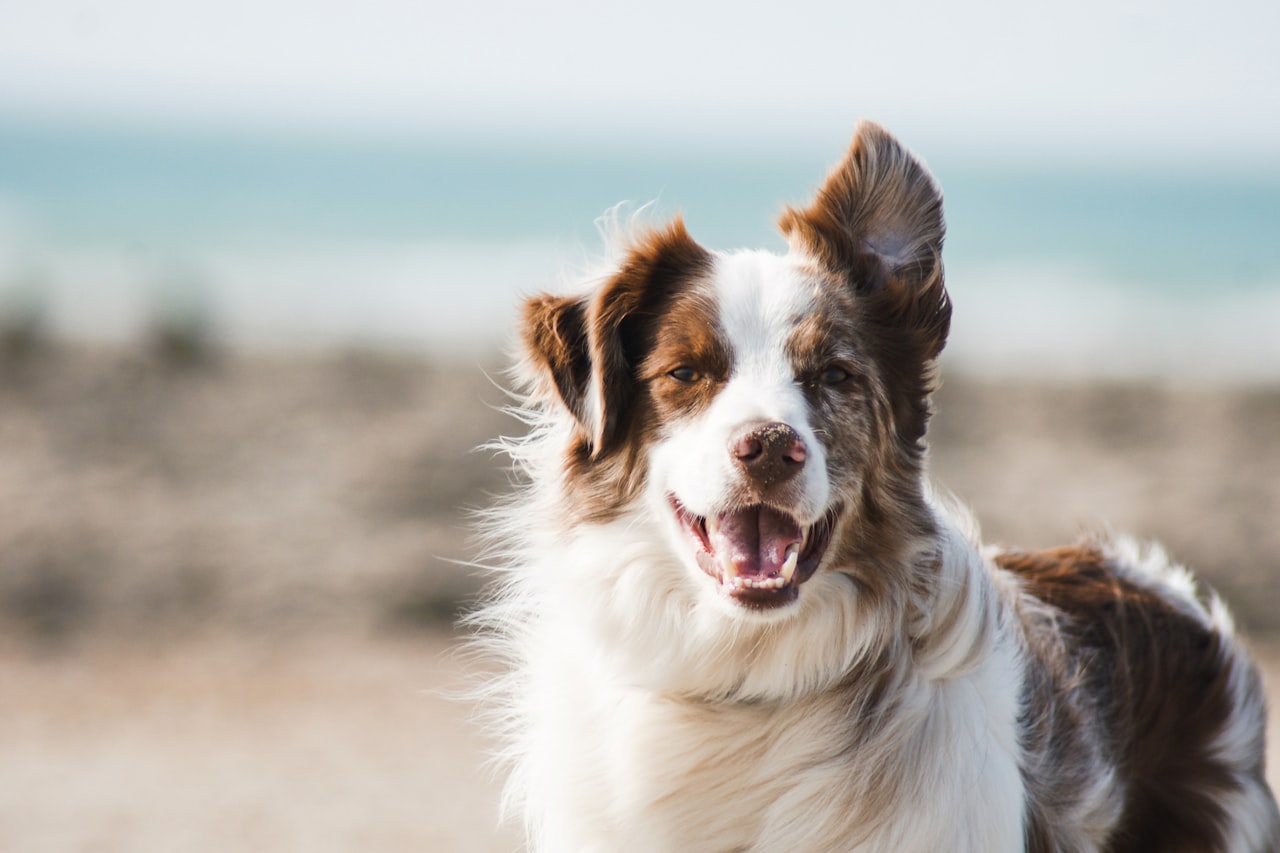 Flea & Tick Control service in Birmingham, AL