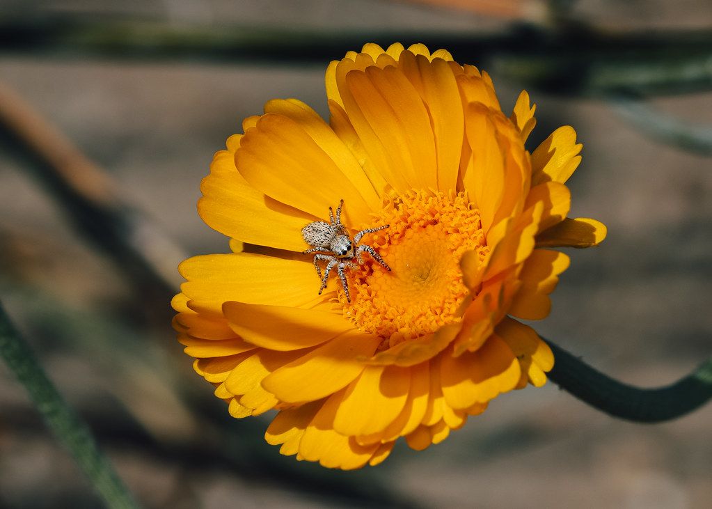 Spider Control service in Birmingham, AL